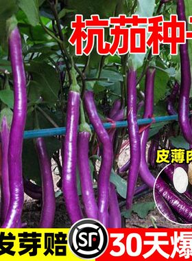杭茄种子茄子种籽高产特大薄皮苗