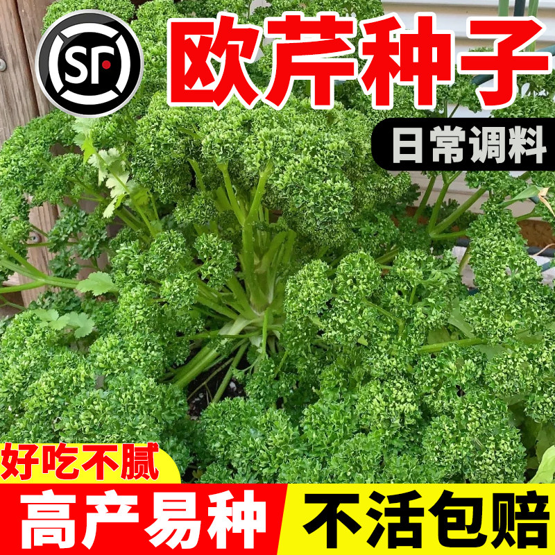 欧芹法国香芹种子芹菜种籽苗西芹四季秧苗蔬菜法香孑苗子根苗秧
