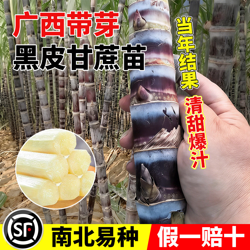 黑皮甘蔗种苗种植广西正图片
