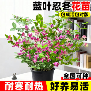 新蓝叶忍冬盆栽多年生金银花庭院阳台净化空气带花四季耐寒热盆景