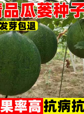 瓜蒌种子籽苗中药材种子食用吊瓜