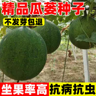 瓜蒌种子籽苗中药材种子食用干净无杂吊瓜栝楼四季播种野生瓜蒌皮