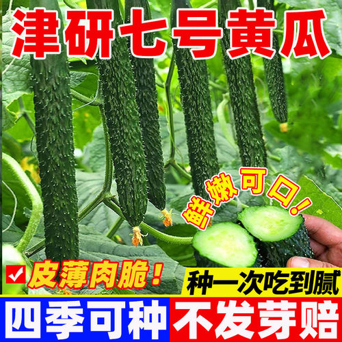 津研七号黄瓜种籽青皮绿肉