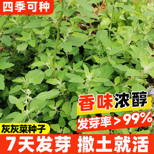 灰灰菜种子野生山野菜灰条菜种籽四季种植易成活早熟抗病高产蔬菜