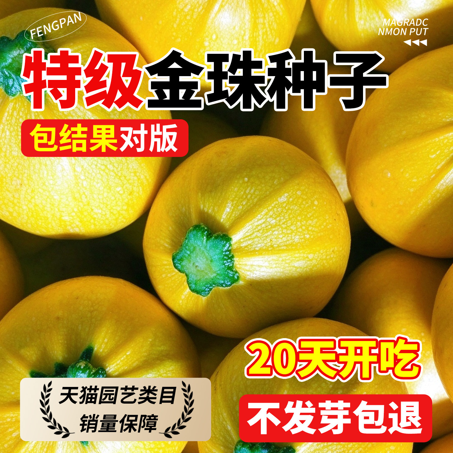 金珠南瓜种子高产奶油贝贝南瓜西葫芦种籽甜糯板栗味早熟蔬菜种孑