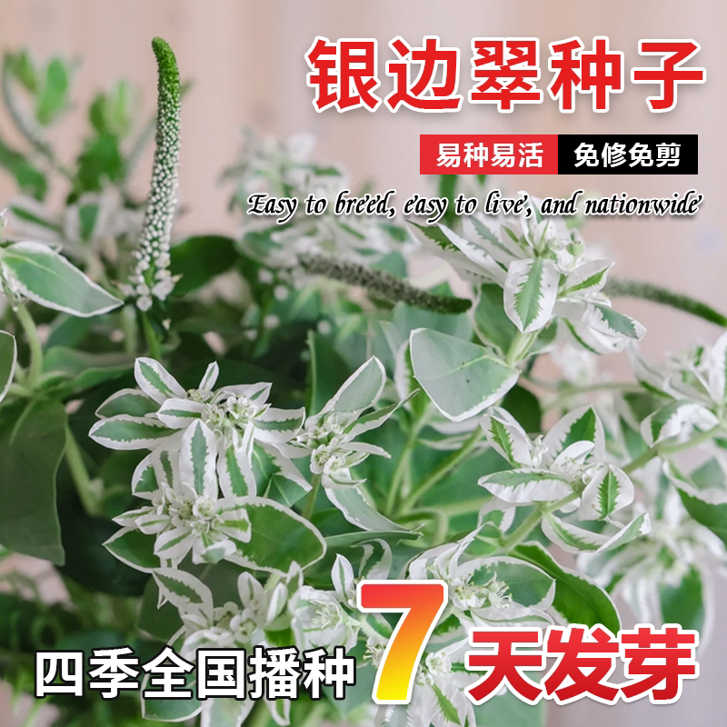 银边翠种子孑高山积雪草籽公园