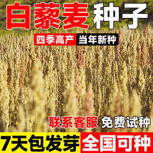白藜麦种子金谷籽三色奎藜种籽五谷杂粮黑藜麦种子优质的藜麦种孑