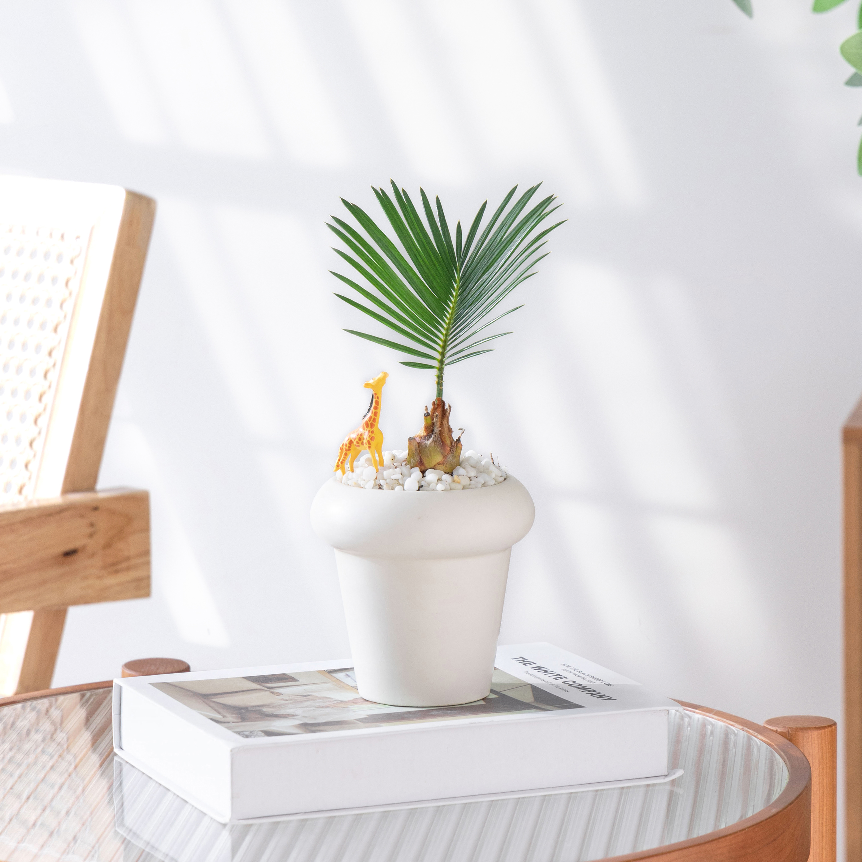 铁树宝宝办公室桌面绿植小盆栽