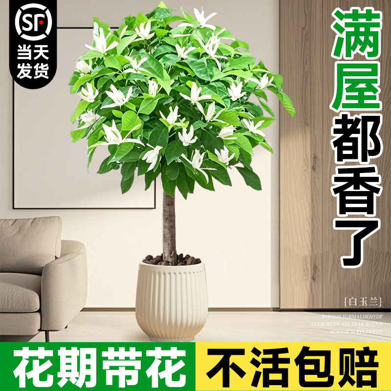 白玉兰花树苗盆栽带花苞客厅