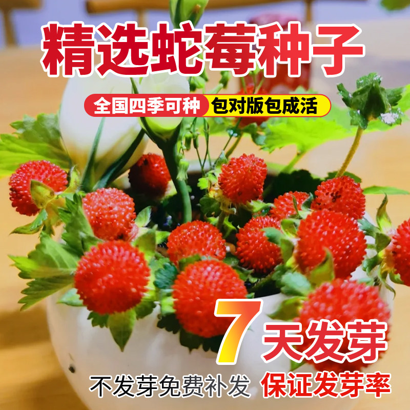 蛇莓种子野生草莓多年生园林地被点缀花籽中药材蛇泡草籽庭院盆栽