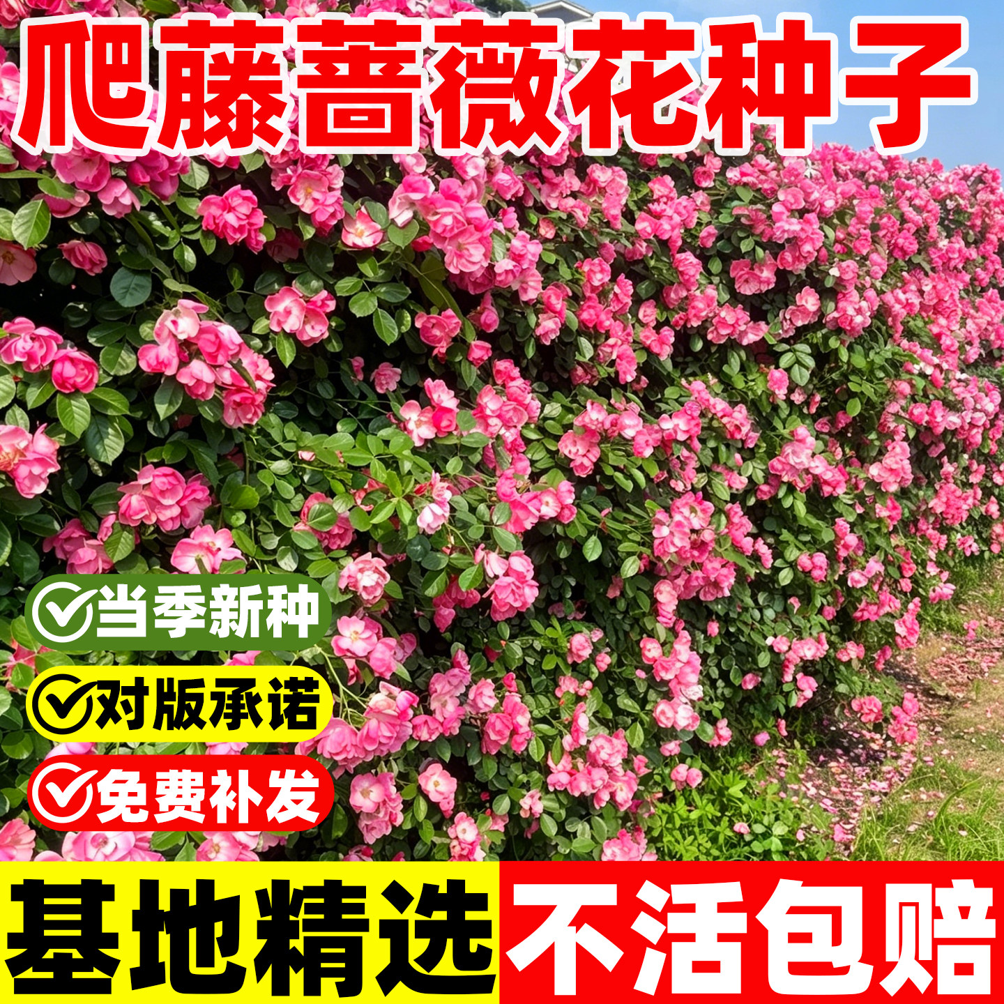 爬藤蔷薇花种子四季重瓣大花藤本月季室外爬墙庭院阳台玫瑰花种子