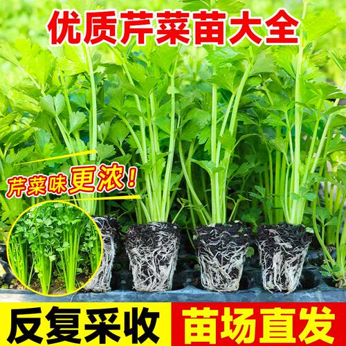 家庭专用蔬菜秧阳台盆栽庭院大田
