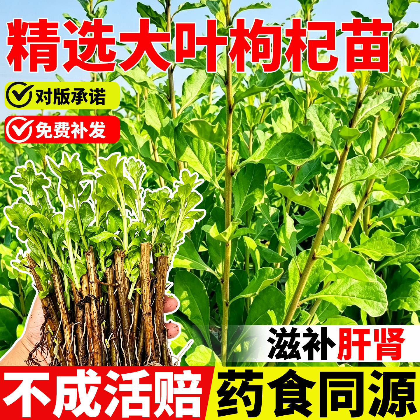 枸杞树苗高产大叶食用枸杞叶苗树图片