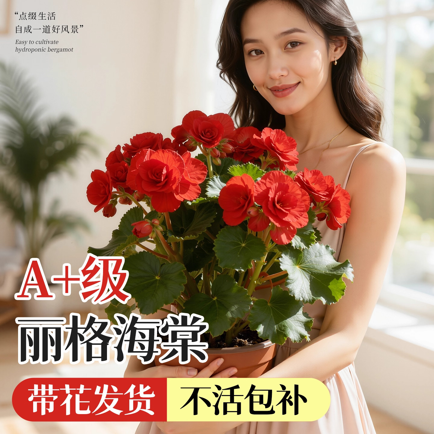 丽格海棠花盆栽重瓣大花带花苞开图片