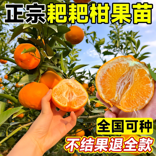 精品四川春见耙耙柑树苗嫁接丑橘