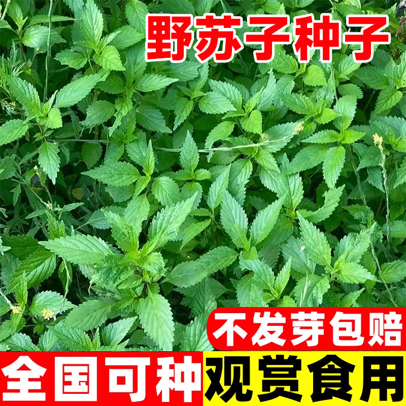 野苏子种子草本植物中草药材白紫苏青苏赤苏苏草唐紫苏皱叶苏种籽