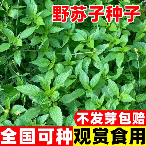 野苏子种子草本植物中草药材白紫