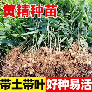 黄精种植苗老虎姜多花不倒苗带叶种芽现挖鸡头滇黄中药材盆栽食用