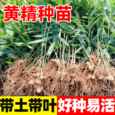 高杆多花不倒苗黄精苗老虎