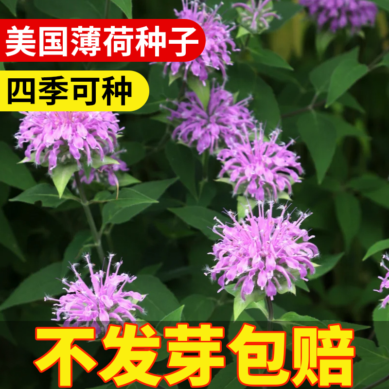 美国薄荷种籽鱼香草种籽四季种植