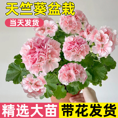 天竺葵盆栽花苗四季植物鲜花洋绣