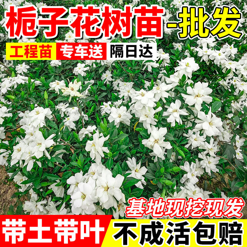 栀子花树苗带花苞重瓣浓香型图片