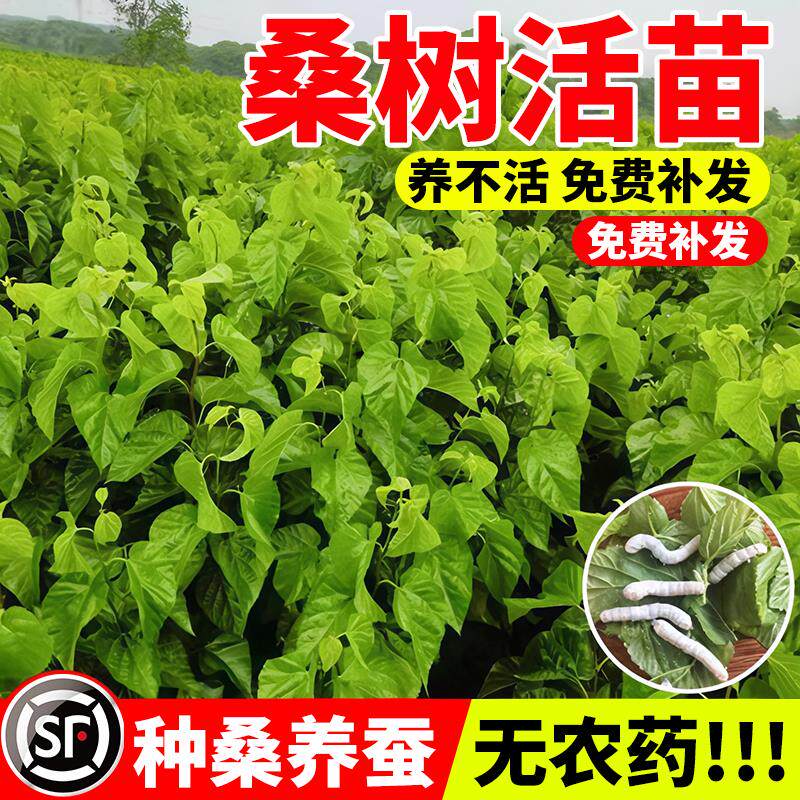 桑树活苗强一号叶盆栽养蚕图片