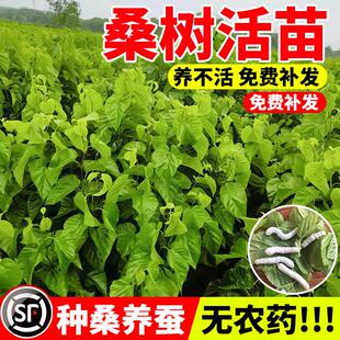 桑树活苗强桑一号桑叶树苗养蚕食用盆栽大叶桑葚蚕桑苗四季种果树