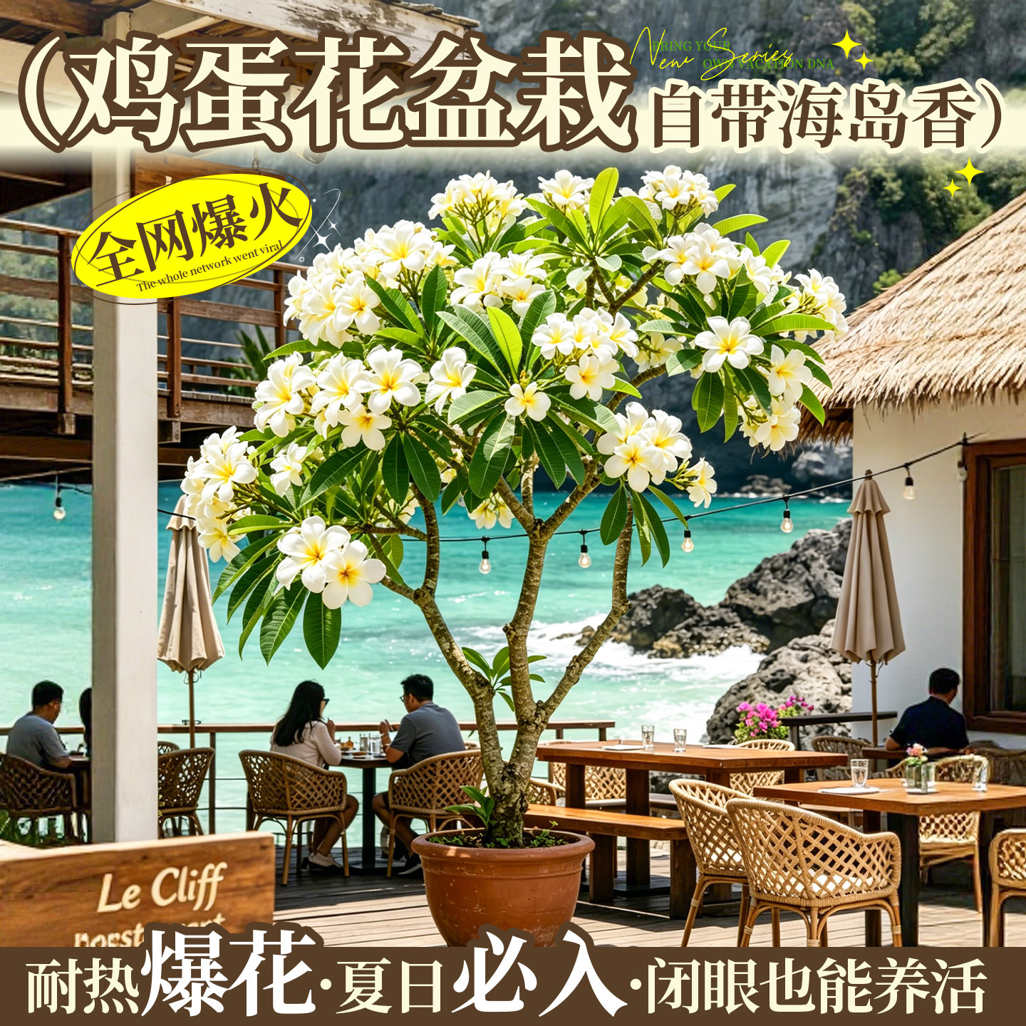鸡蛋花树苗盆栽浓香型花卉阳台植