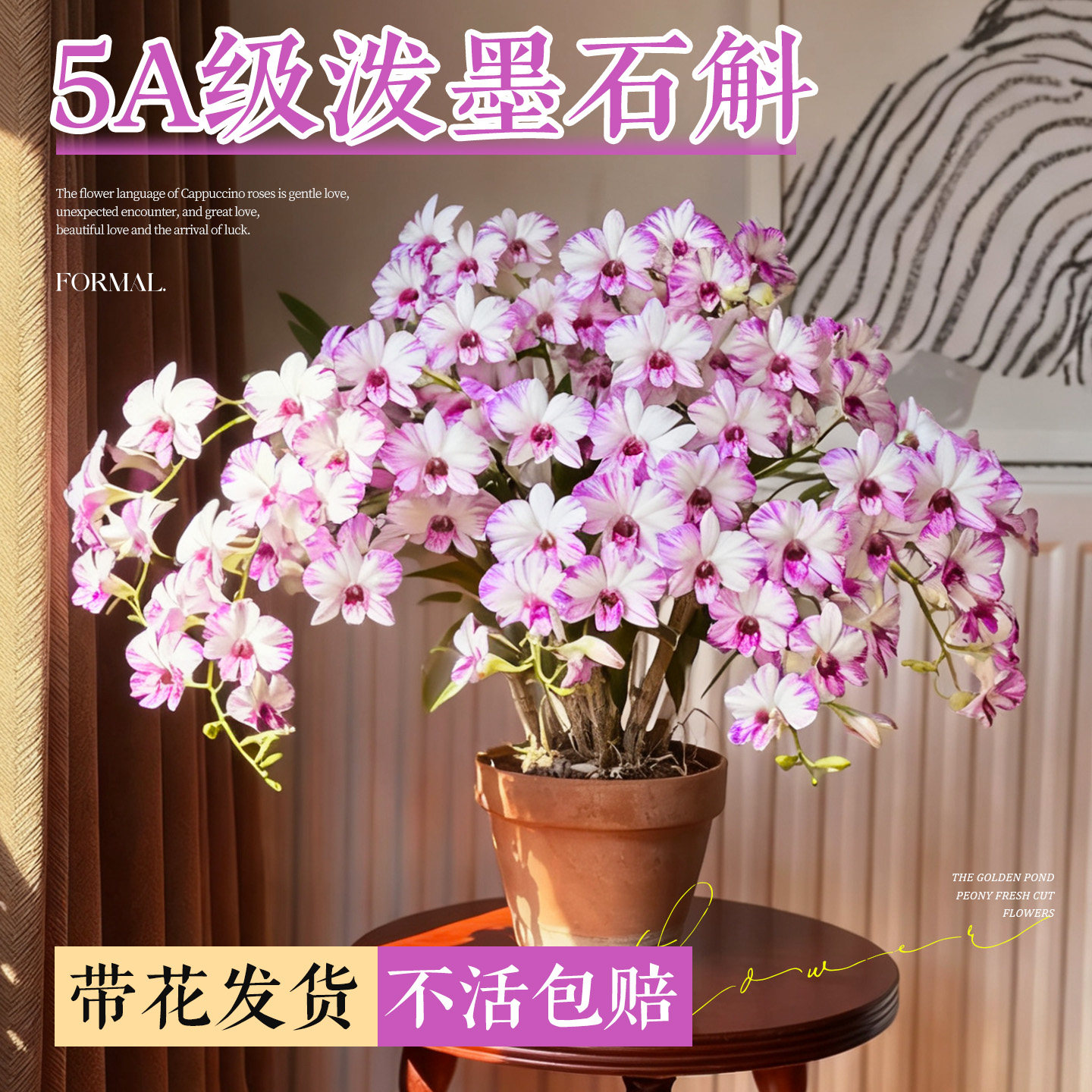泼墨石斛兰花苗带花苞日本白泼墨图片