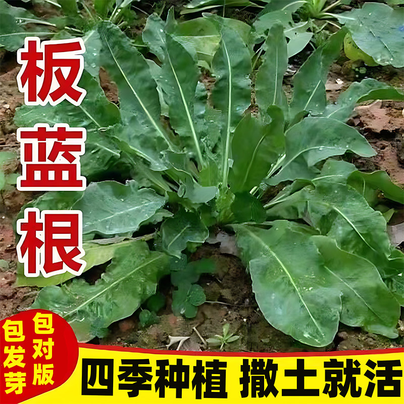 野生板蓝根种子四季种植阳台盆栽药草药材种籽清热解毒大青叶种孑