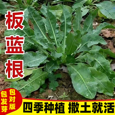 野生板蓝根种子四季种植阳台盆栽