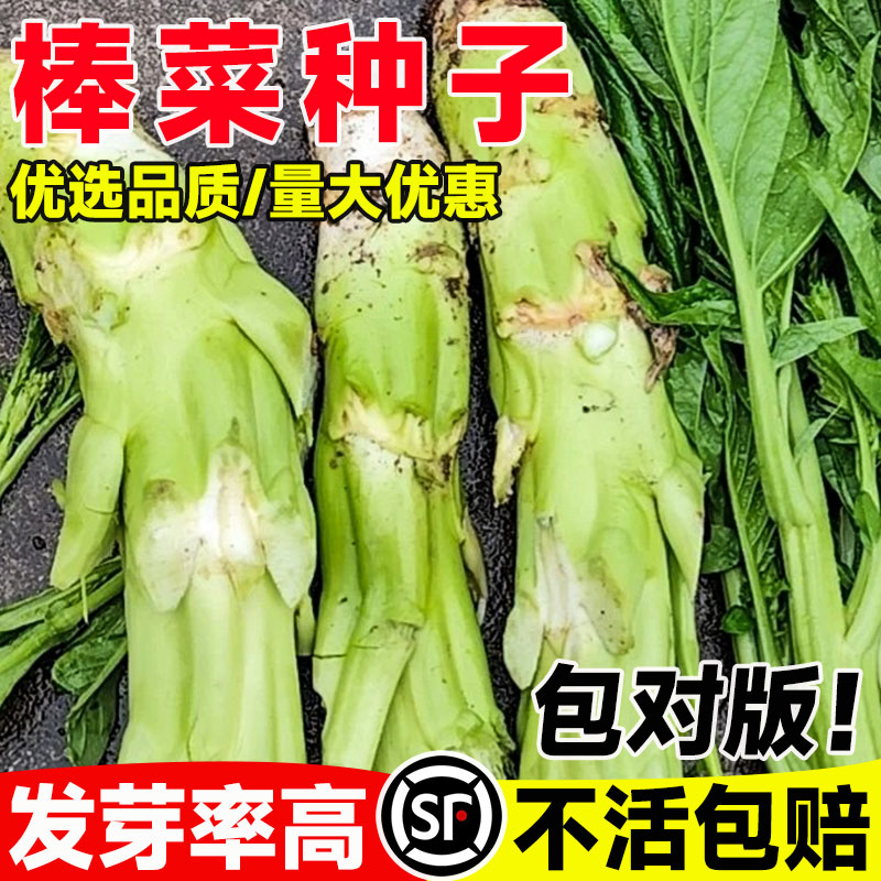 棒菜种子大笋芥籽四季播易图片