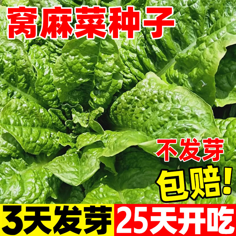 皱叶莴麻菜种子四季蔬菜种子
