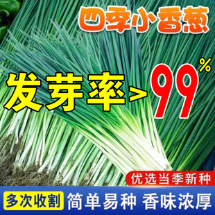 四季 小香葱种籽红葱种子盆栽阳台庭院多年生易活火分葱蔬菜籽植物