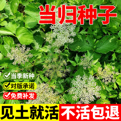 当归种子新药材岷县云种籽四季种