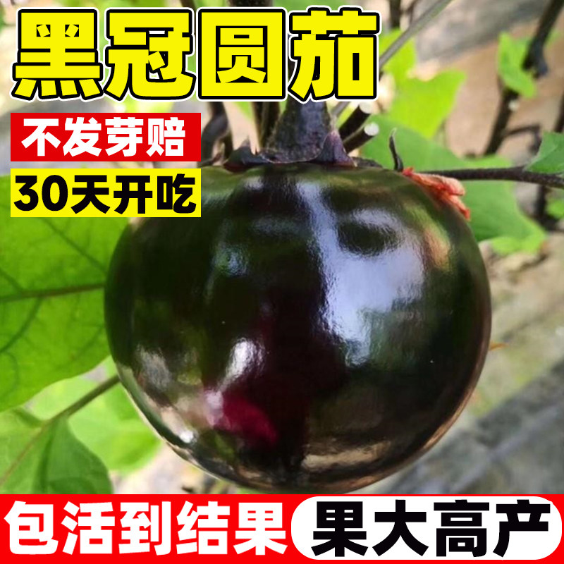 黑冠圆茄种籽四季种植早熟抗病高产特大圆茄子种子庭院大田易活苗