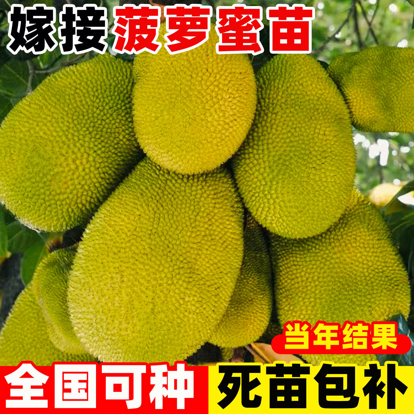 菠萝蜜树树苗嫁接果树果苗室内外庭院四季水果苗耐寒榴莲盆栽种苗