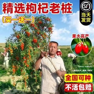 宁夏枸杞树苗老桩南方北方四季种植当年结果可食用果树苗阳台盆栽