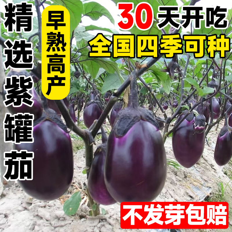 精选紫罐茄籽长茄大线杭茄种籽苗