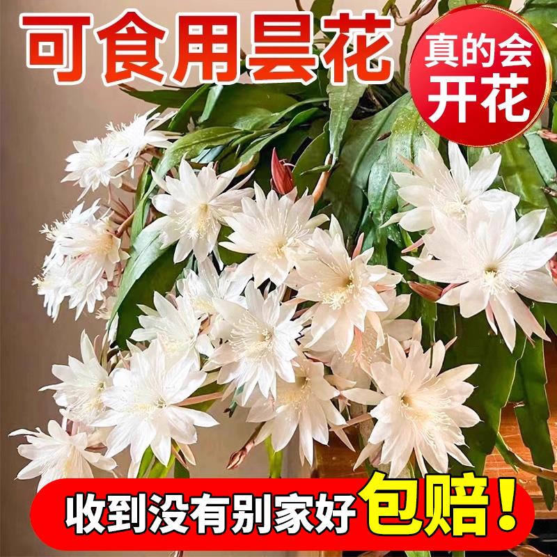 可食用昙花盆栽带花苞小叶大叶卷叶鱼骨昙花老桩花苗四季花卉植物
