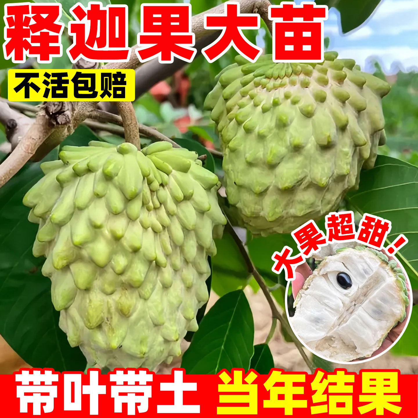 释迦果苗树南方种植带庭院图片