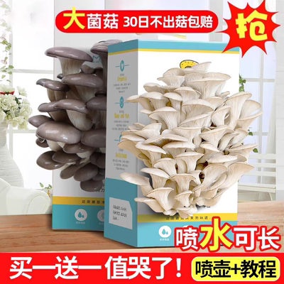 蘑菇种植包儿童可食用黑平