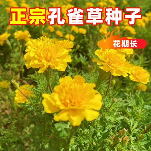 花种子孔雀草花籽太阳花种籽子