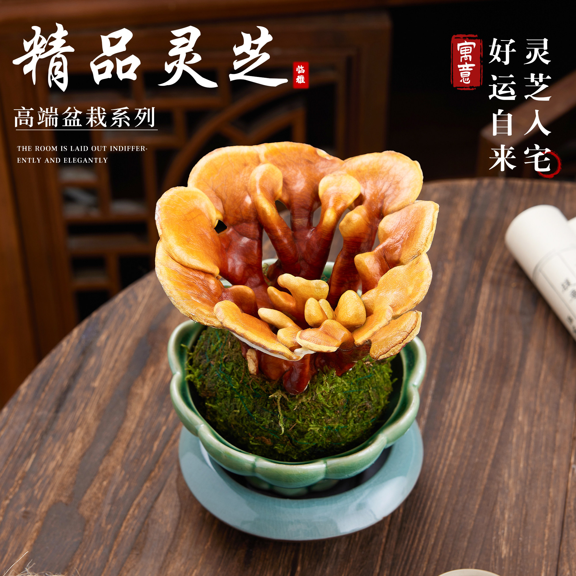 灵芝苔藓球盆景摆件真灵芝活苗盆图片