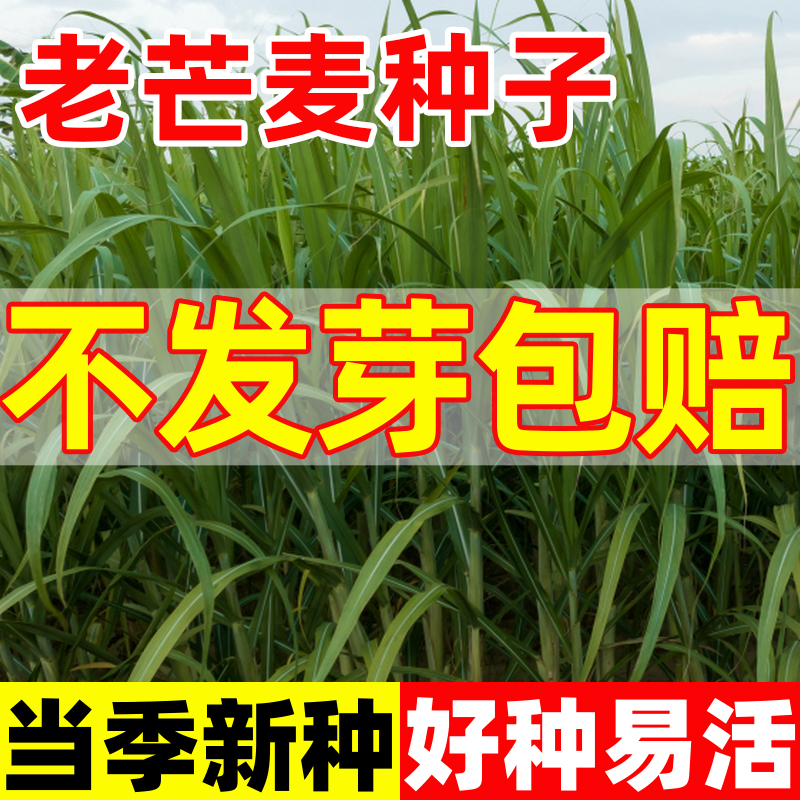 老芒麦草籽无芒雀麦种子碱茅草种
