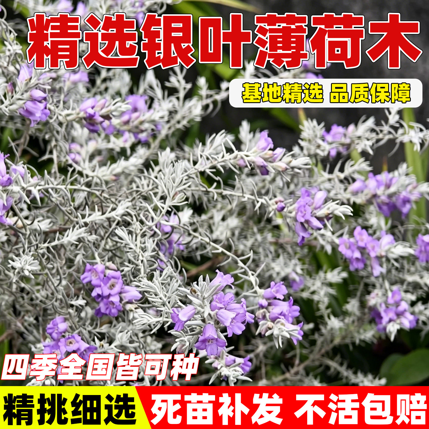 银叶薄荷木盆栽澳洲银叶薄荷布什多年生芳香绿植庭院阳台花灌木苗