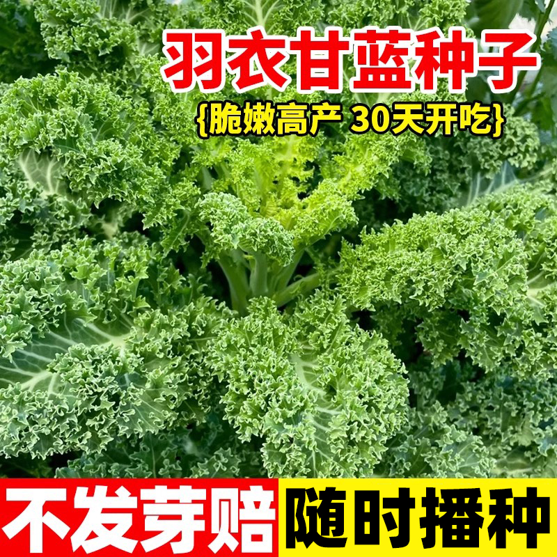 羽衣甘蓝种子四季阳台盆栽蔬菜种