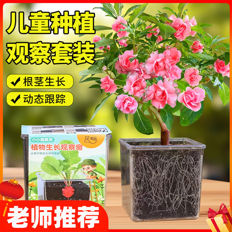 学生实验观察凤仙花种子小盆栽向日葵太阳花种籽儿童种植四季开花