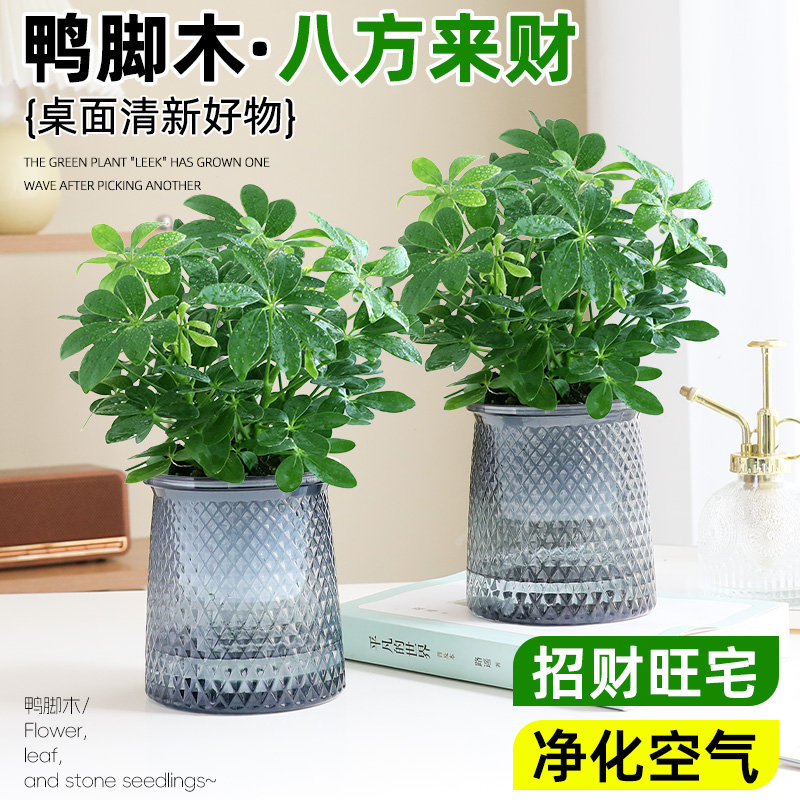 八方来财鸭脚木水培盆栽好养活绿